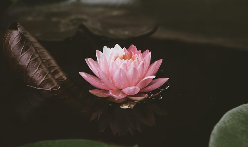 Enchanted Lotus