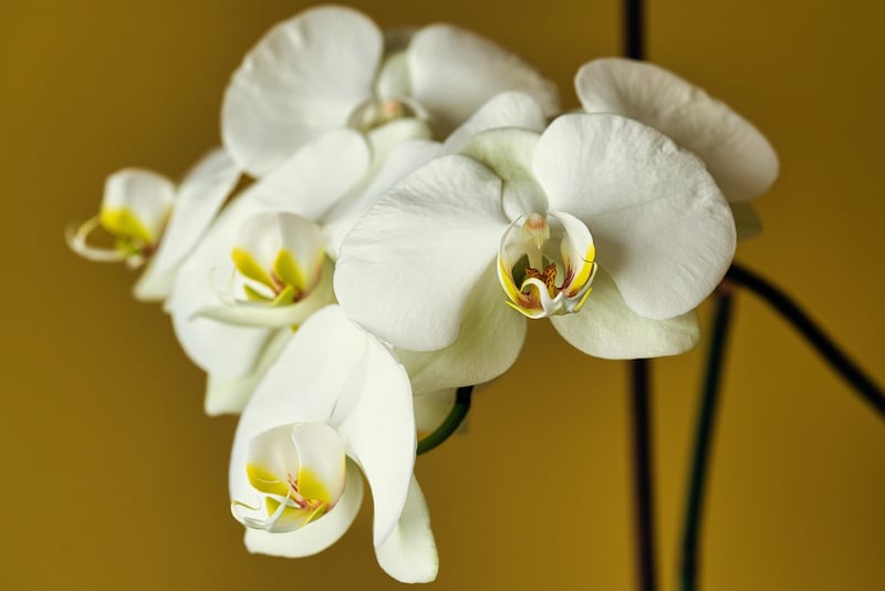 Celestial Orchid