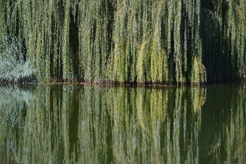 Whispering Willow