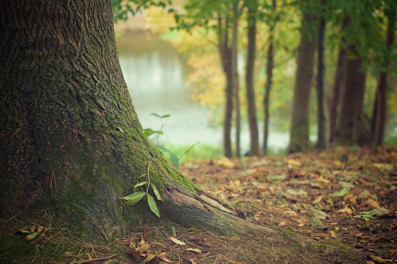 Yggdrasil Tree